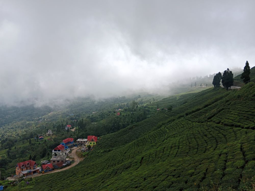 चिनियाँ व्यवसायीद्वारा एक लाख किलो चिया अर्डर       